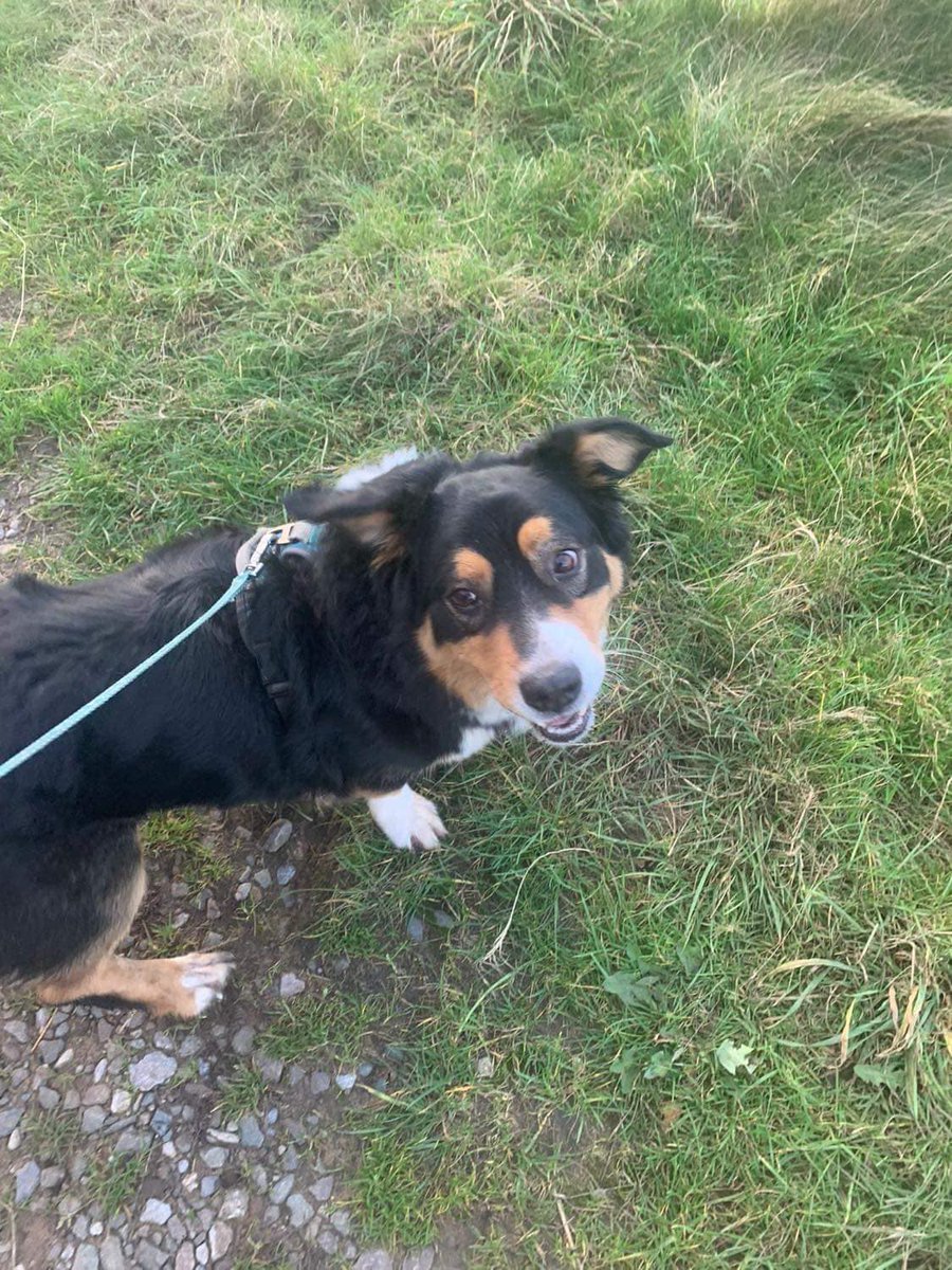 Pawprints2F's tweet photo. Milo is at Our Safe Haven in #Nantwich #Cheshire!💖Handsome, 6yo Milo gets excited when people enter his kennel.🐶 Milo is looking for an experienced adult-only home. He walks well on the lead &amp; wears &amp; enjoys time off the lead in a secure field. #rescudogs #dogs #dogsoftwitter👇 https://t.co/ZnTzhp5GDv