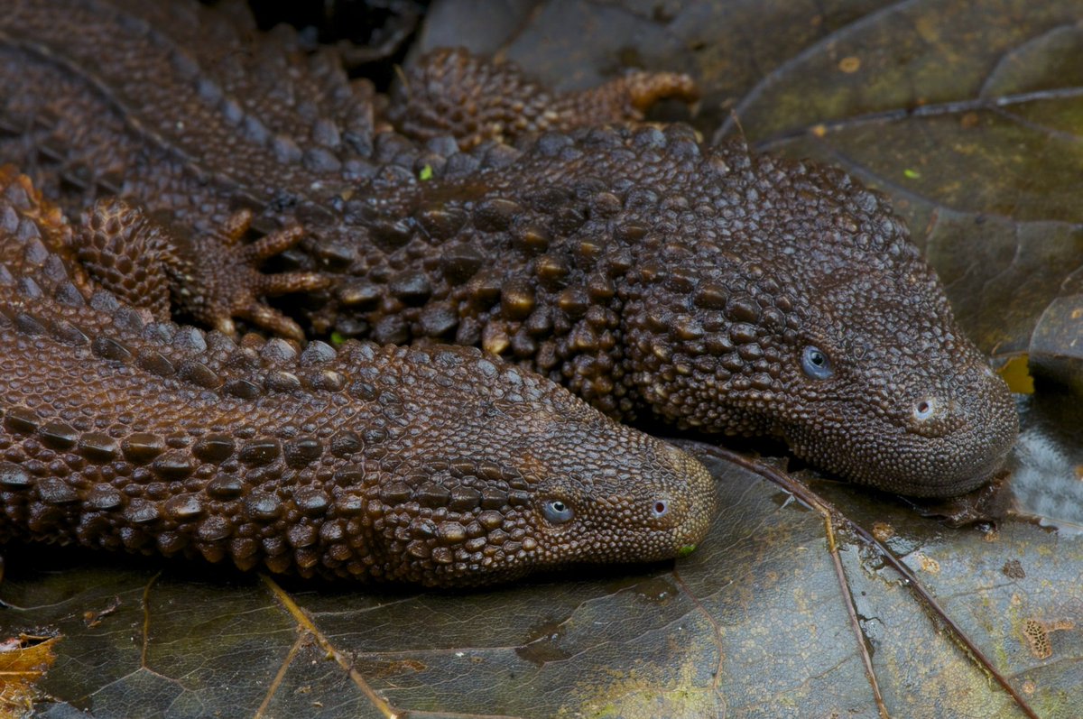 HourlyLizards's tweet photo. https://t.co/L4tUGPf6rH