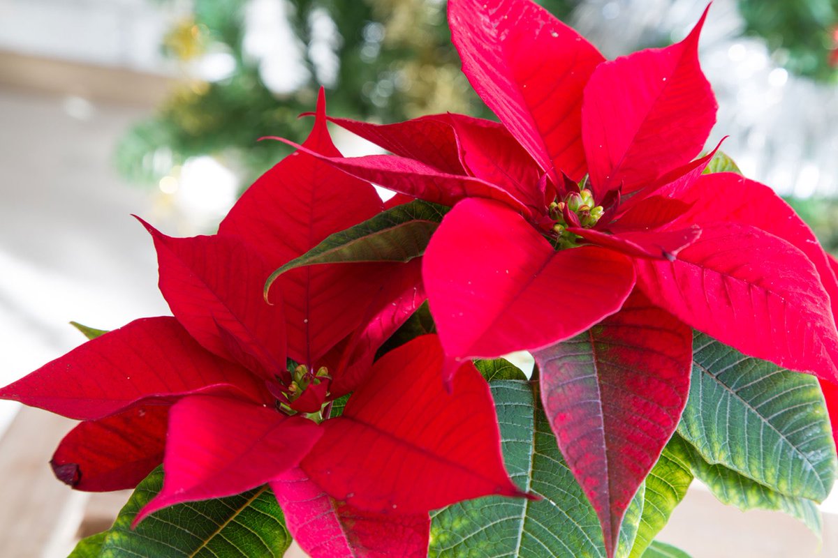 allotmentonline's tweet photo. Not really allotment related but I’d love to hear about your experiences and tips on caring for a Poinsetta as I always manage to kill them rather quickly but they’re so pretty at Christmas, I’d like to try again 🤷🏼♀️🤦♀️
Thank you! 🙏🏻🤩🎄
#poinsetta #plantcare #christmasiscoming https://t.co/q8oNr3vwpd