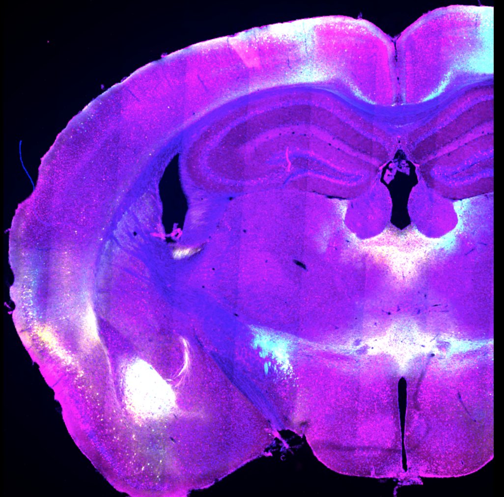 BiancaASilva11's tweet photo. Interested in studying how the thalamus regulates emotional memory🧠? You like tracing, optogenetics, in vivo recordings and behavior🐭? Come and join the Silva lab in Milan🇮🇹! We have a fully funded postdoctoral position open. If interested: Bianca.silva@in.cnr.it https://t.co/dkM4igLeXe
