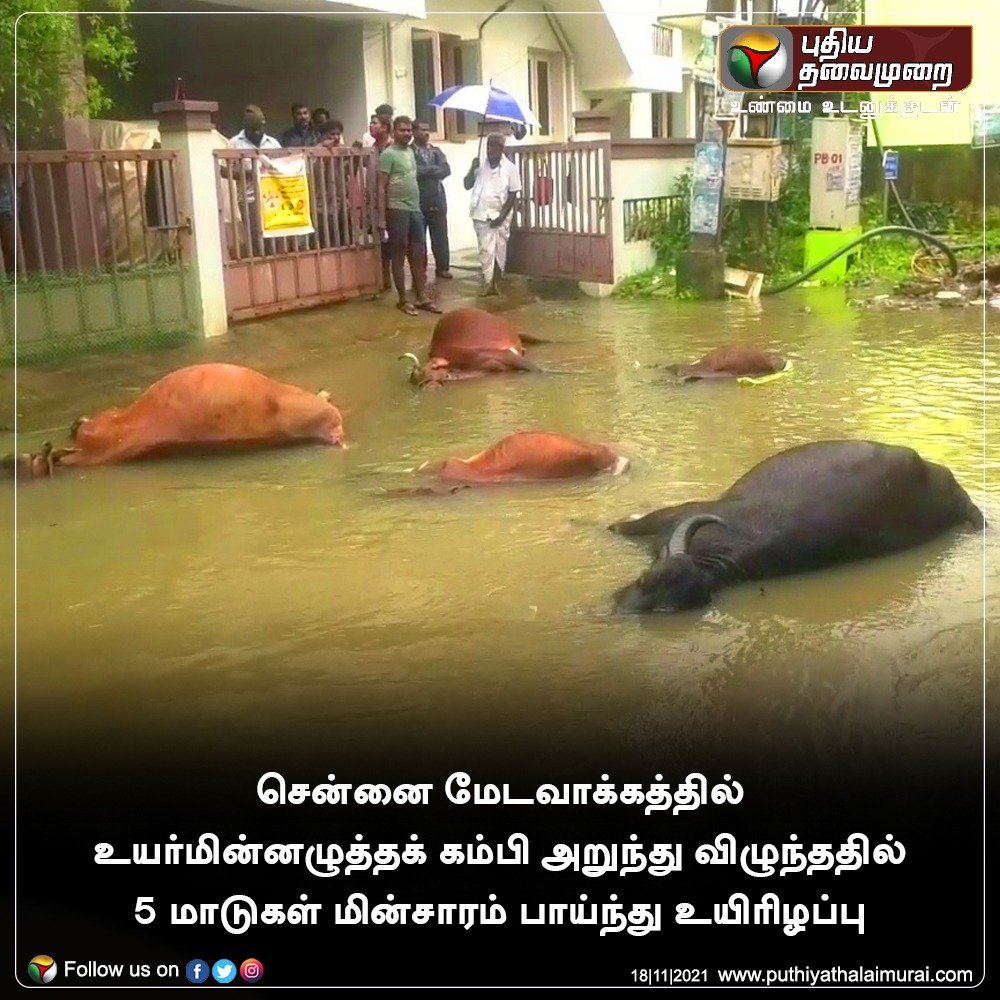 PttvNewsX's tweet photo. #JUSTIN | மின்சாரம் பாய்ந்து 5 மாடுகள் உயிரிழப்பு 

இன்றைய லைவ் அப்டேட்ஸ்>https://t.co/1DPcBnn0kZ

#CowDeath | #Chennai | #ChennaiRains https://t.co/UOUIRoFjDQ