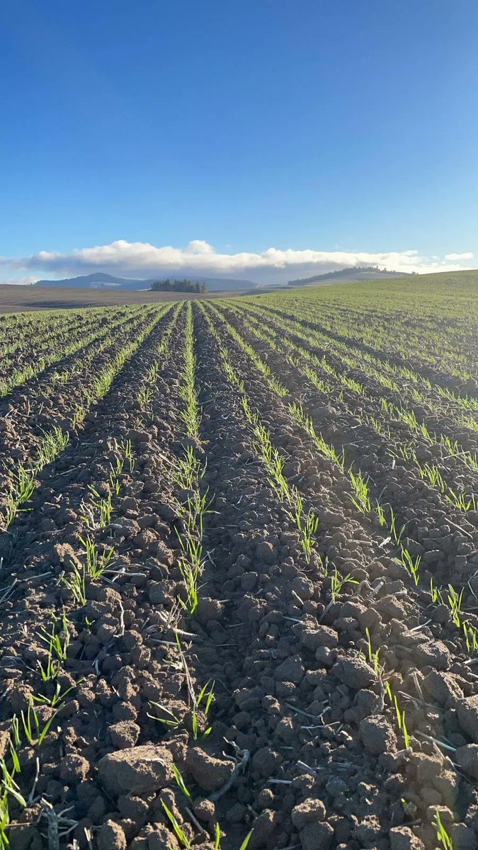 seed_terminator's tweet photo. Winter wheat on her way in Washington. Nice clean rows 😉

#SeedTerminator #Terminate21 #ProofinthePaddock https://t.co/NcYN5f865d