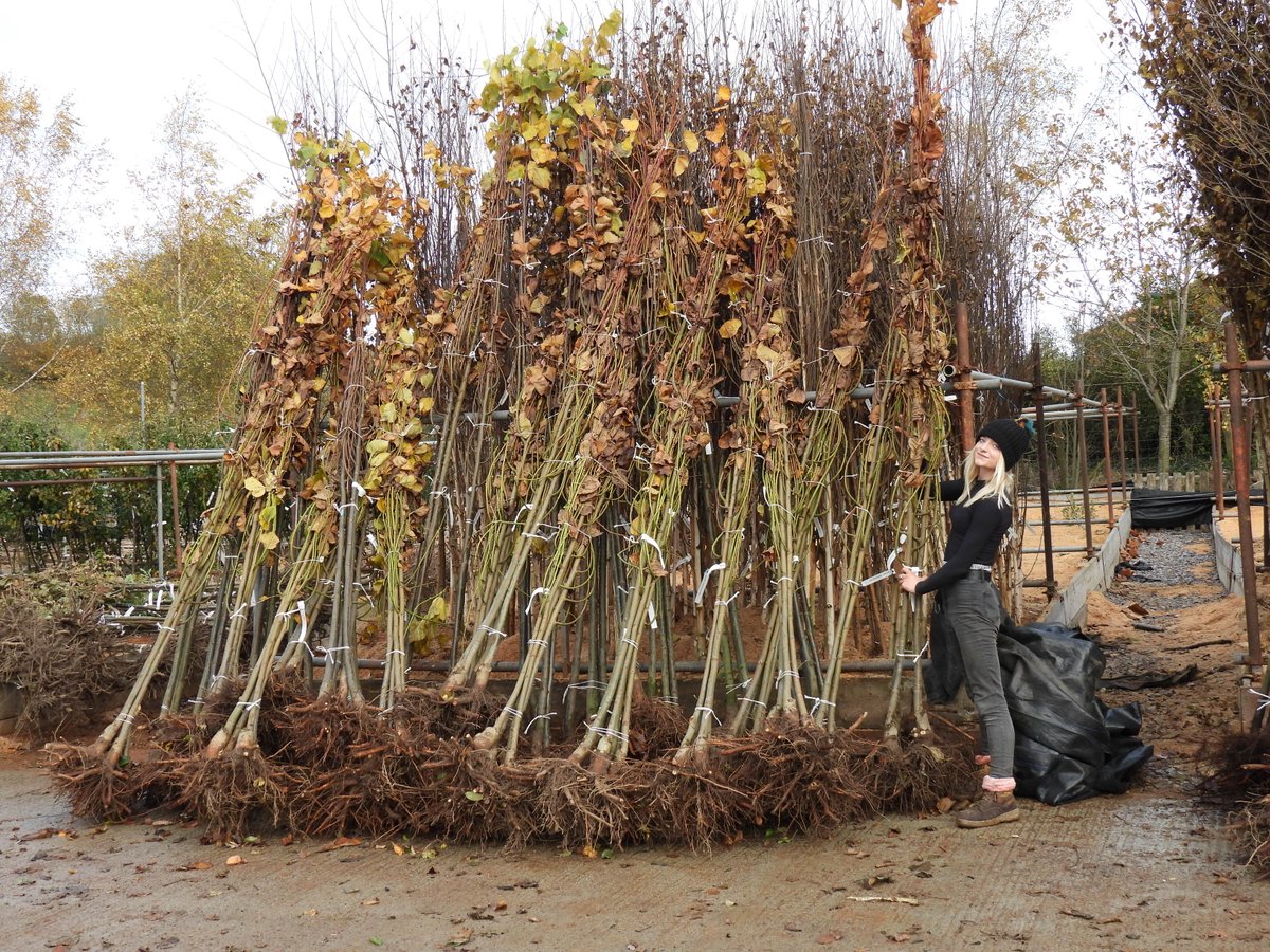 AshridgeTrees's tweet photo. Some of the bareroot trees have just arrived. Look how big they are! 😍 Order your trees today... #trees #bareroottrees #standardtrees #treeplanting #queensgreencanopy #bigtrees #ornamentaltrees #gardentrees #gardening #planting https://t.co/jYGeVuemuC
