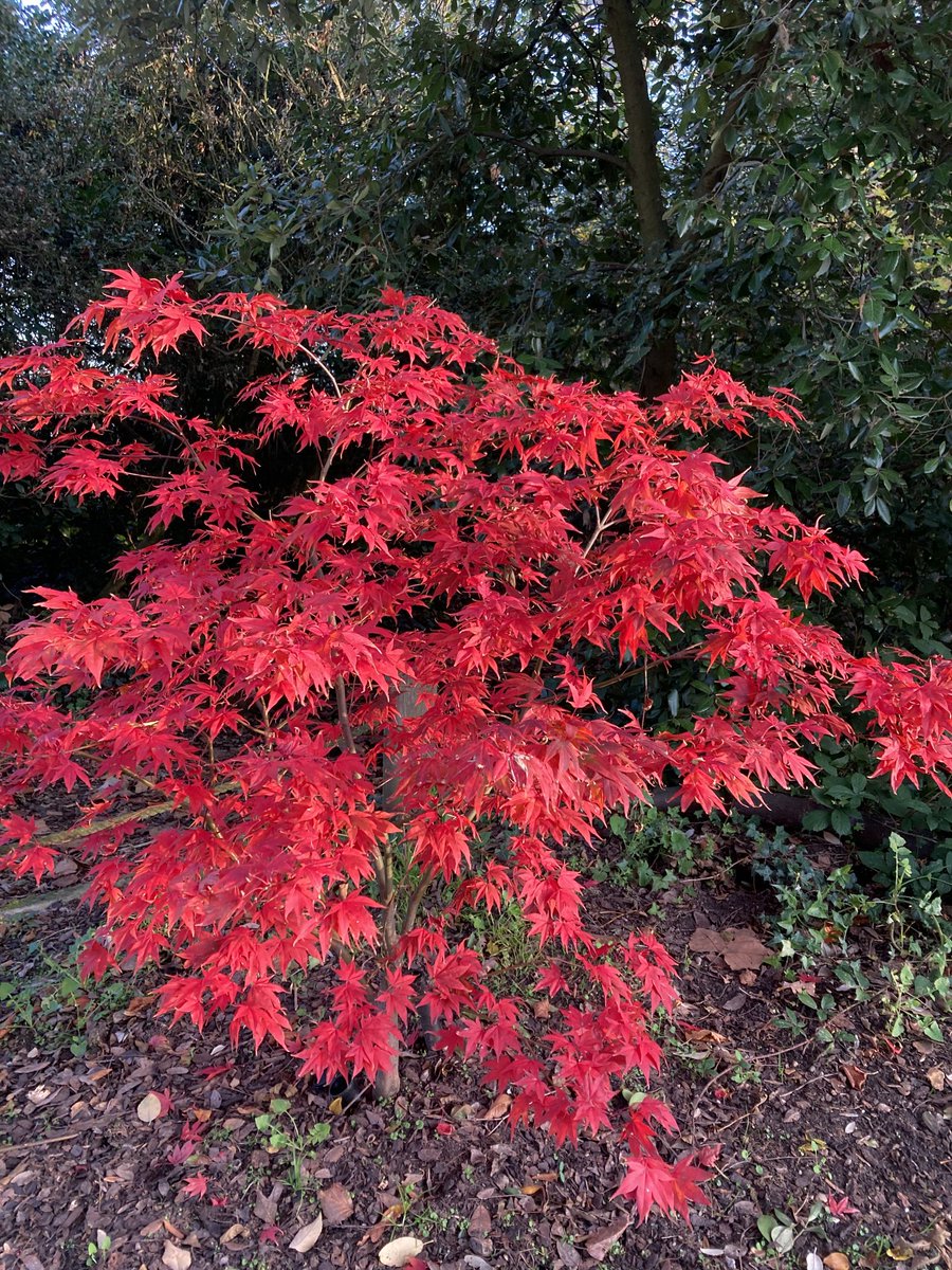 Sheila Hooper tweet media