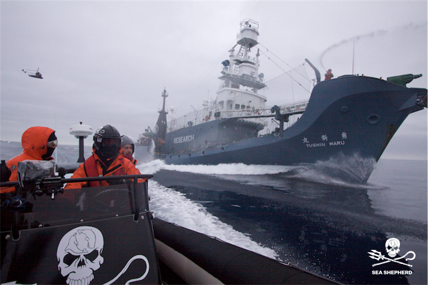 SeaShepherdIta's tweet photo. 2008-2009, Op. Musashi, Antartide

La nave #SeaShepherd Steve Irwin si reca nelle glide acque artiche per affrontare la flotta baleniera giapponese.
Tra inseguimenti, sabotaggi e speronamenti vengono salvate 305 balene
#TBT #ThrowbackThursday https://t.co/RtnydRPV6N