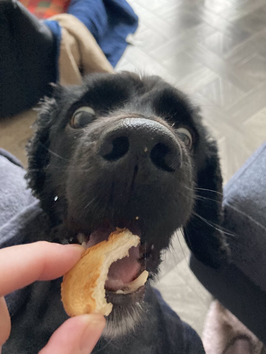 RiffRAF18's tweet photo. I always starts me day wiv toasty corners #dogsoftwitter #thursdayvibes #thursdaymorning #toastycorners #foodface https://t.co/ZzRwvydNXT