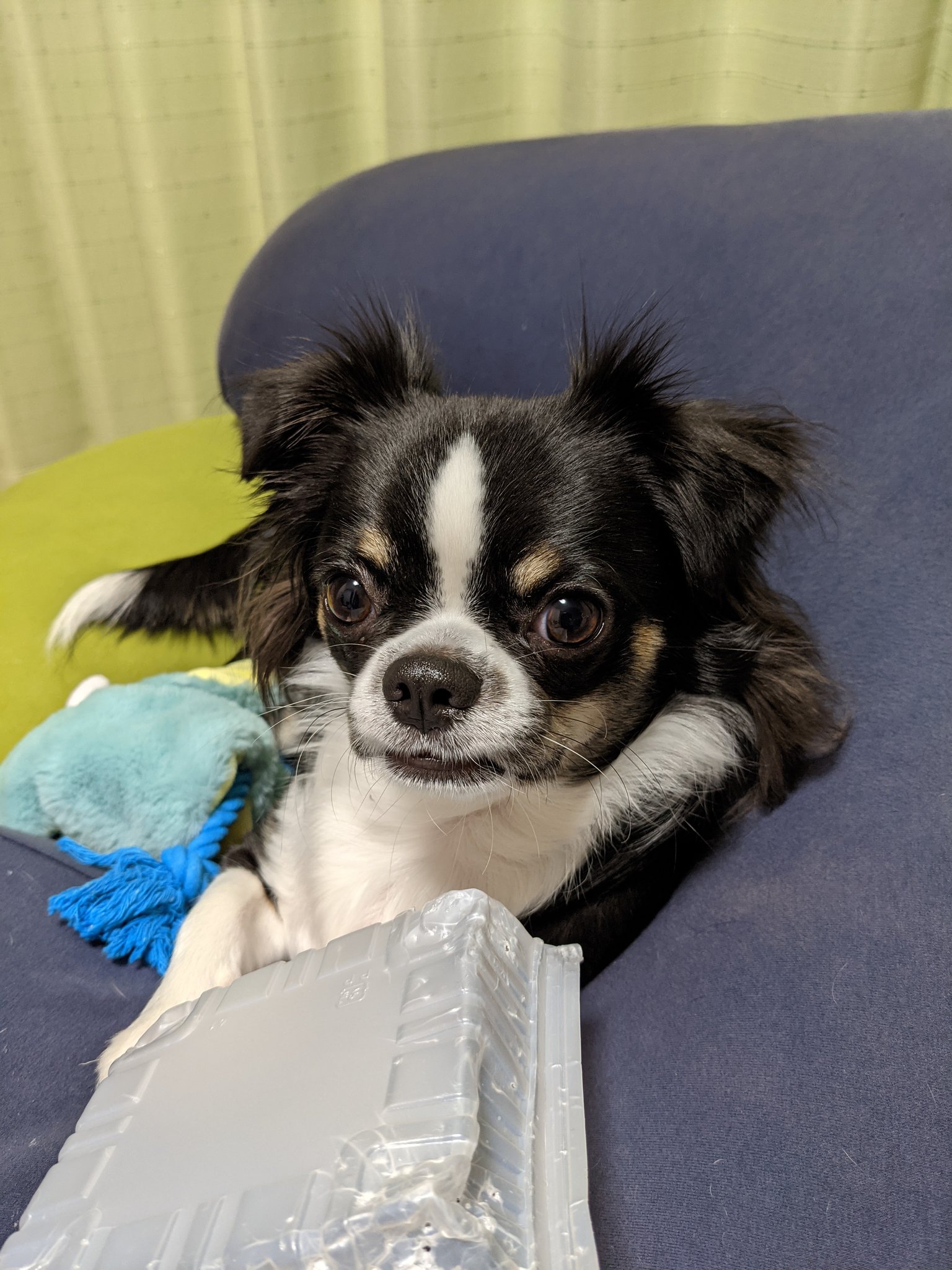チワワのゴロー日記 Chiwawa Goro Twitter