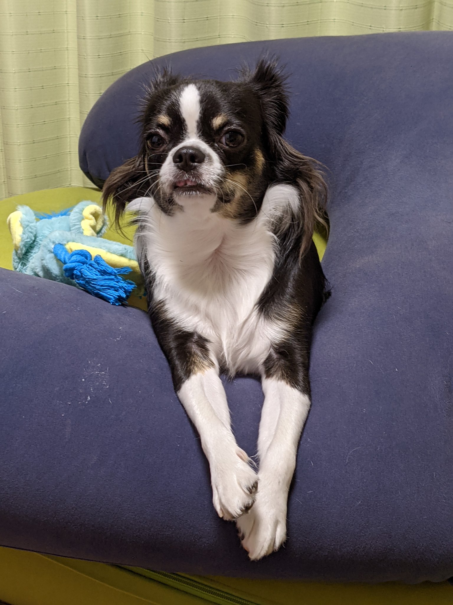 チワワのゴロー日記 Chiwawa Goro Twitter