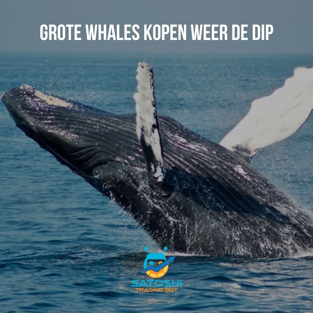 SatoshiTradeBot's tweet photo. De grote whales kopen de dip! Zelfs huisdier currencies hebben het vertrouwen van deze grote spelers. Dit wijst er vaak op dat de markt weer aan zal trekken. Een goed moment om je gereserveerd bedrag in te zetten dus! https://t.co/BJSXvNG7qs https://t.co/19YD5yGosu