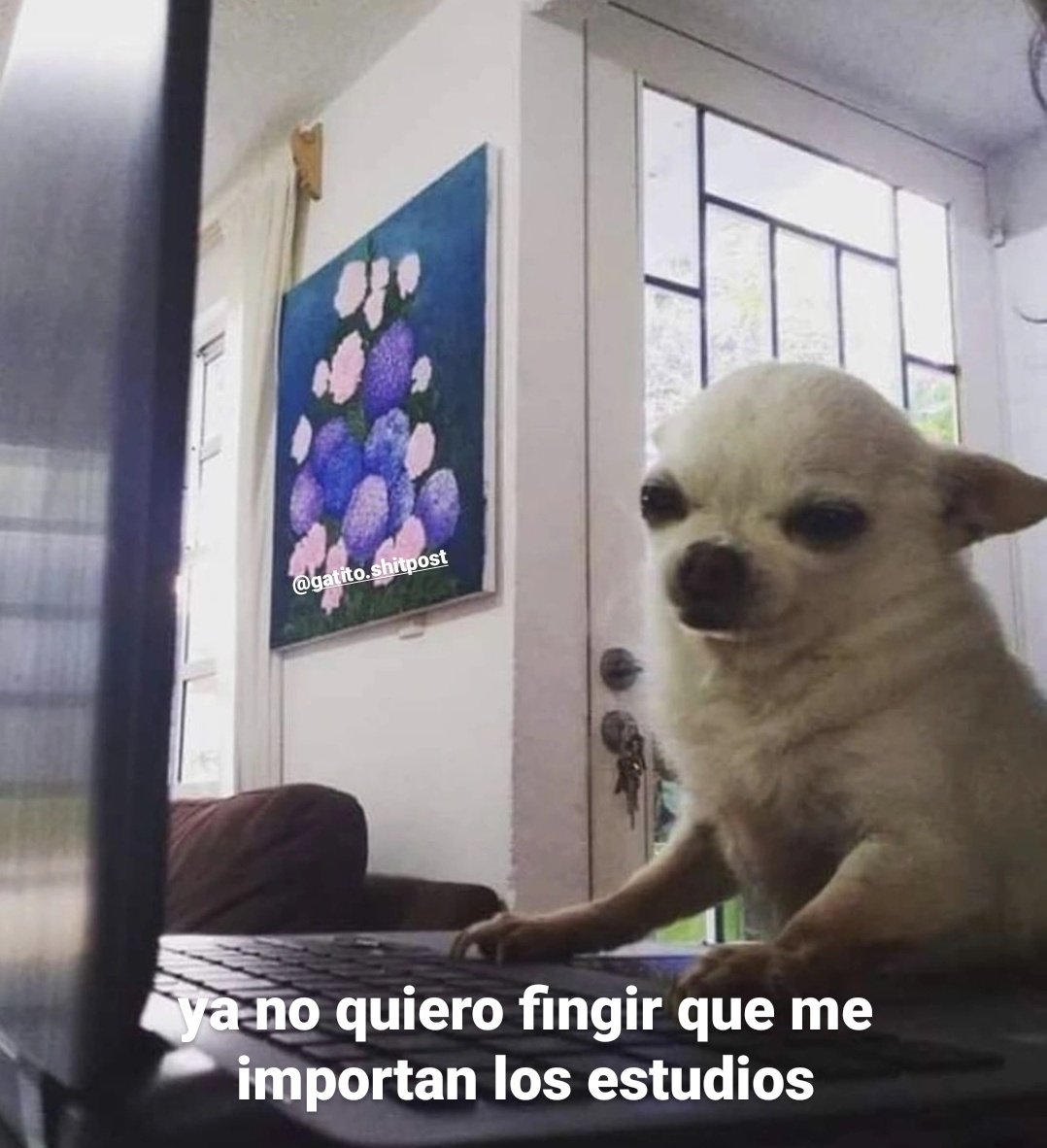 gatito_shitpost's tweet photo. https://t.co/B5YSKq4J1N