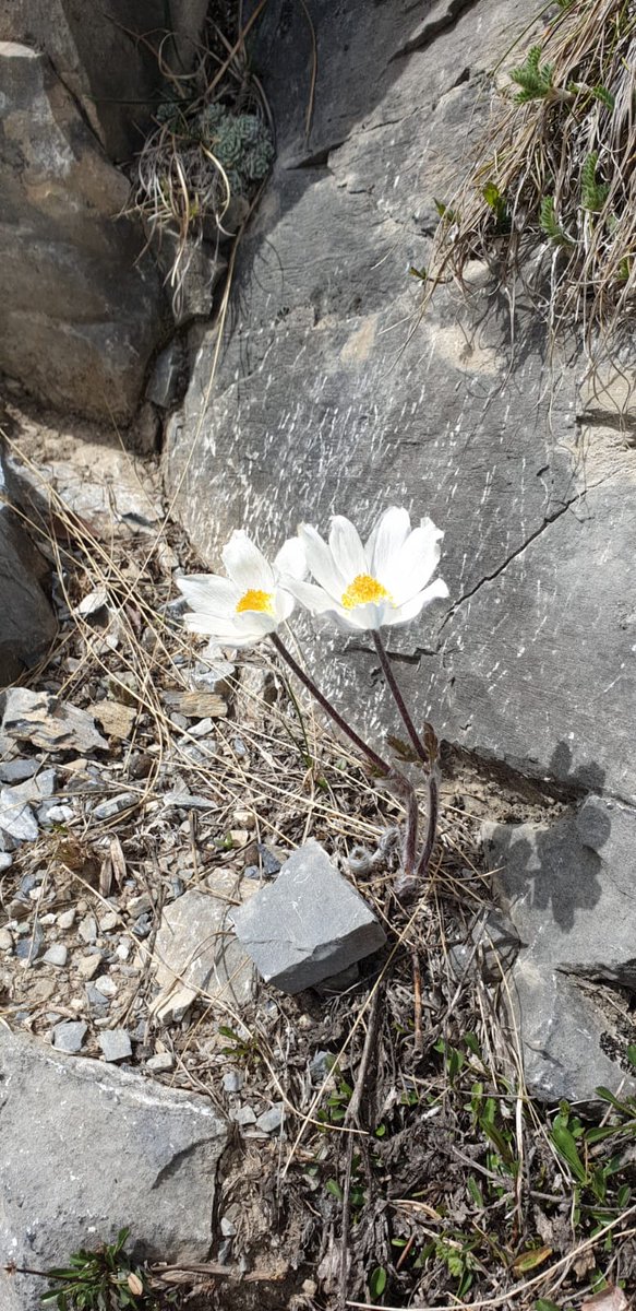 srmcarla's tweet photo. #duecose
Due cose ci sono sommariamente utili: la salute e l'amicizia. La prima perché siamo fatti per la vita e la seconda perché ogni creatura è ordinata a vivere per gli altri e con gli altri.
da "Il seme", autunno 2021 https://t.co/VTEbbI6HoZ