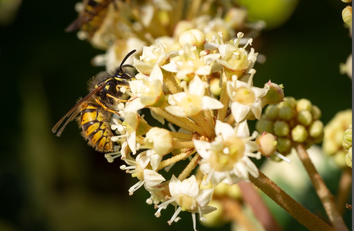 CropShots's tweet image. Yesterday’s sunshine brought the sound of summer with the buzz of insects around the ivy. #autumn #insects #allotment