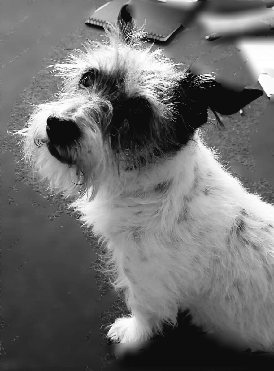 beautys_legacy's tweet photo. At 915pm, Sat 23/11 my neighbours let of fireworks giving my girl Cobweb a seizure, &amp; heart failure.Yesterday she took her  last breath at home surrounded by love...4 days after the fireworks and 4 days before her 18th birthday.I am completely broken. R.i.p. Cobweb #banfireworks https://t.co/0zaZ3gwHAL