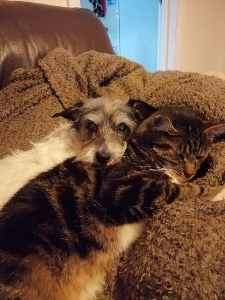 beautys_legacy's tweet photo. At 915pm, Sat 23/11 my neighbours let of fireworks giving my girl Cobweb a seizure, &amp; heart failure.Yesterday she took her  last breath at home surrounded by love...4 days after the fireworks and 4 days before her 18th birthday.I am completely broken. R.i.p. Cobweb #banfireworks https://t.co/0zaZ3gwHAL