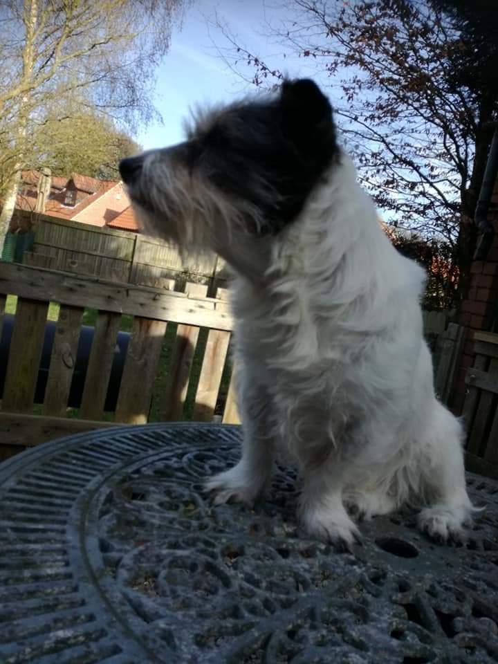 beautys_legacy's tweet photo. At 915pm, Sat 23/11 my neighbours let of fireworks giving my girl Cobweb a seizure, &amp; heart failure.Yesterday she took her  last breath at home surrounded by love...4 days after the fireworks and 4 days before her 18th birthday.I am completely broken. R.i.p. Cobweb #banfireworks https://t.co/0zaZ3gwHAL