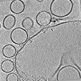EMDB_EMPIAR's tweet photo. #TeamTomo is at it again! EMPIAR-10498 (https://t.co/LJIVQcuzYw) reveals the "arrangements of proteins at reconstituted synaptic vesicle fusion sites depend on membrane separation" (https://t.co/lgZiOhp0M6) published @FEBS_Letters by the @BriggsGroup now @MPI_Biochem #EMDB_EMPIAR https://t.co/B6B7qEwJEX