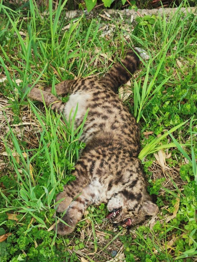 DefendamsChiloe's tweet photo. Estamos EXTINGUIENDO la fauna nativa Chilota.
🆘Nuevamente un hermoso #GatoGüiña atropellado en rutas del archipiélago.
📍#Detico #Queilen 
¿Que podemos hacer para solucionar esto? 
@sagchile @ChiloeOng @FelinosChile @MMAChile @Juaneduardoconc @DPPChiloe @pvallespin https://t.co/MMZTDt9yw9