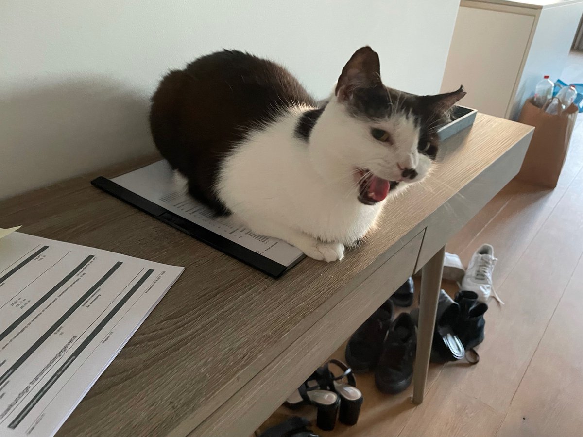 emma_ketterer's tweet photo. “How’s Freddie enjoying the new flat?” https://t.co/Et8gyr9ubu