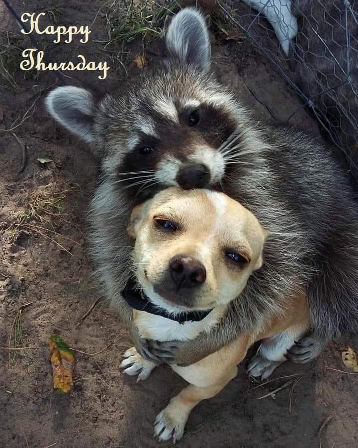 deborah_saffer's tweet photo. Good morning All. Happy Thursday. Eternally Grateful for the New Day I’ve been Blessed to see. Menu planning for #Thanksgiving Moving forward from yesterday. I Hope Everyone has a Truly Blessed Day And Much Unconditional Love Always💚#sickbutblessed #KindnessMatters #YouAreEnough https://t.co/LVxwwPx19F