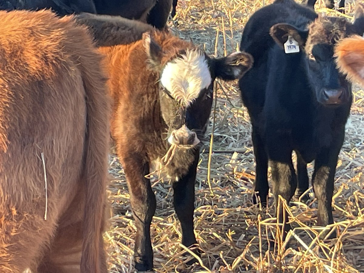 Calves say good morning!!