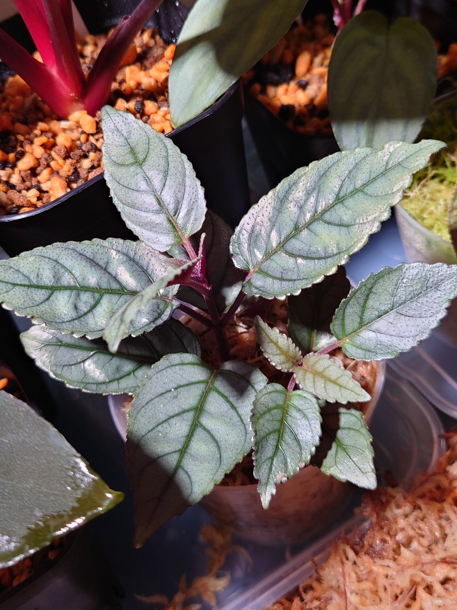 ash06_plants's tweet photo. ショップに行く度、あれこれ買ってしまう!もうBBまでは自重せねば…。
#Hemigraphis
#熱帯植物 https://t.co/jj1NzFYI2D