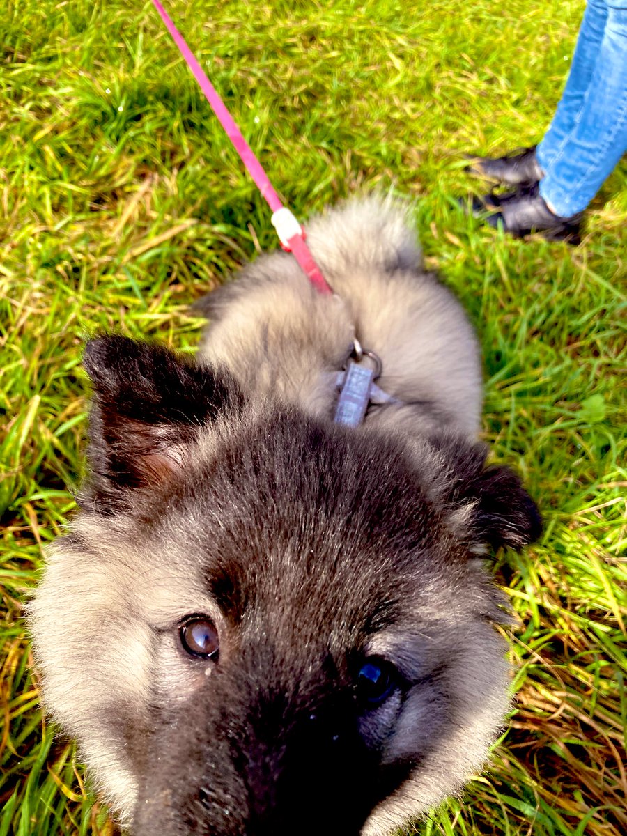 PawSpitzfamily's tweet photo. Huhu soon is weekend 🥰🐾 #ThursdayMotivation #thursdayvibes #spitzfamily #happydog #wolfspitz #love #dogslovers #dogsfriends https://t.co/zLvZdgXW8Q