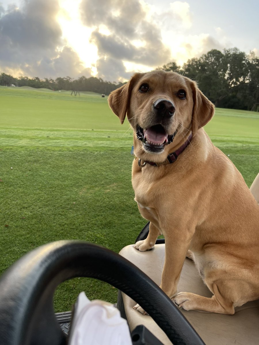 Happy 4th Birthday to the best supervisor I’ve worked with. She always makes sure I’m doing things right. <a href="/DogsOfTurf/">Dogs Of Turf</a>