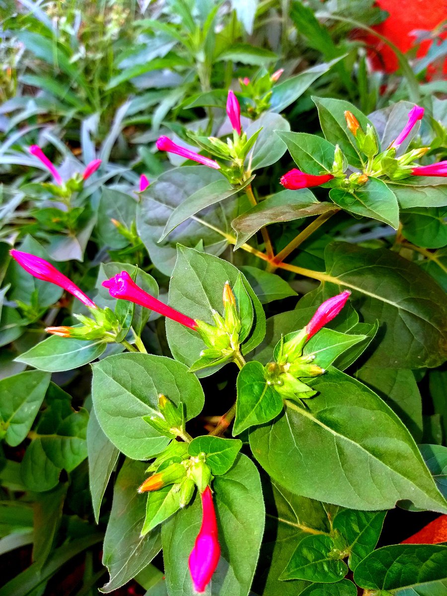NellyNelliey's tweet photo. Not too shabby for my Android camera.
#SamsungCamera
#AndroidCamera
#PhonePhotography
🌱🌿☘🍀🍃 https://t.co/8Pz4IEjuaT