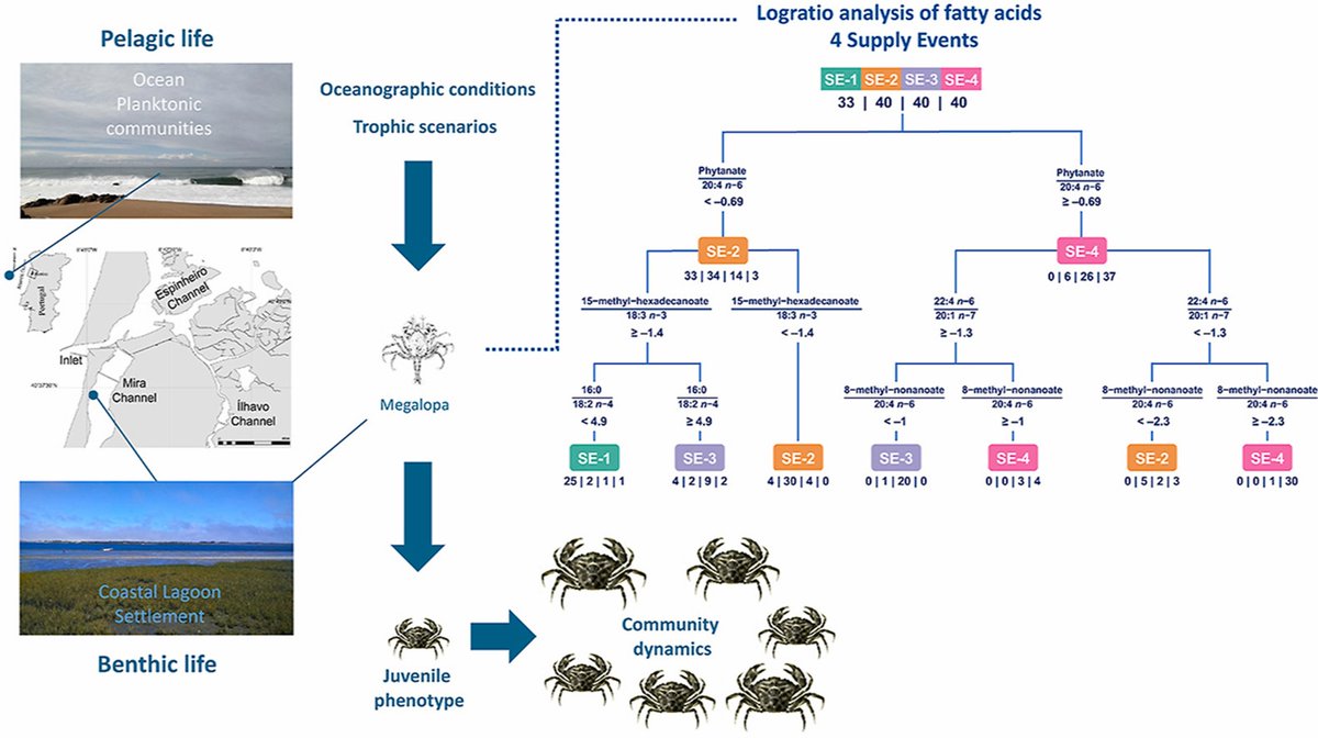 MBARG_CESAM's tweet photo. #MBARGPaper🌊

In our recent paper, the #fatty #acid analysis of #Carcinus #maenas #megalopa identified a set of five fatty acid ratios that explaining 83.1% of the variance between the four #larval supply events🦀

Available at: https://t.co/Iq8Fs2V732 
@CESAM_Univ 
#cesam_univ https://t.co/1UXaZdlUnN
