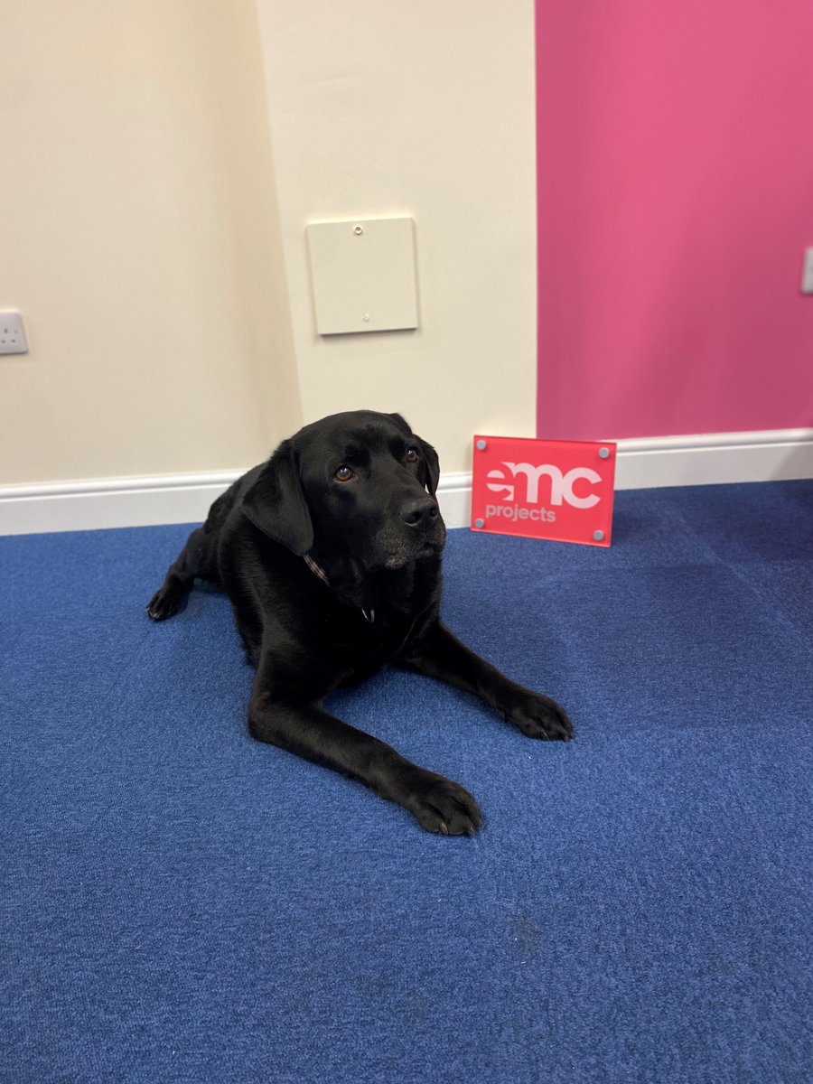 ProjectsEMC's tweet image. We have a visitor in the EMC office today! Say hello to Axl the labrador! He has certainly brightened up the office with his outstanding modelling skills! What a natural!

#emcprojects #officedogs #model #labrador