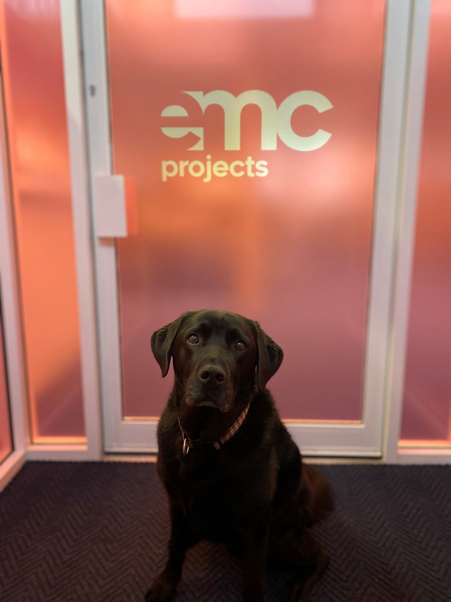 ProjectsEMC's tweet image. We have a visitor in the EMC office today! Say hello to Axl the labrador! He has certainly brightened up the office with his outstanding modelling skills! What a natural!

#emcprojects #officedogs #model #labrador