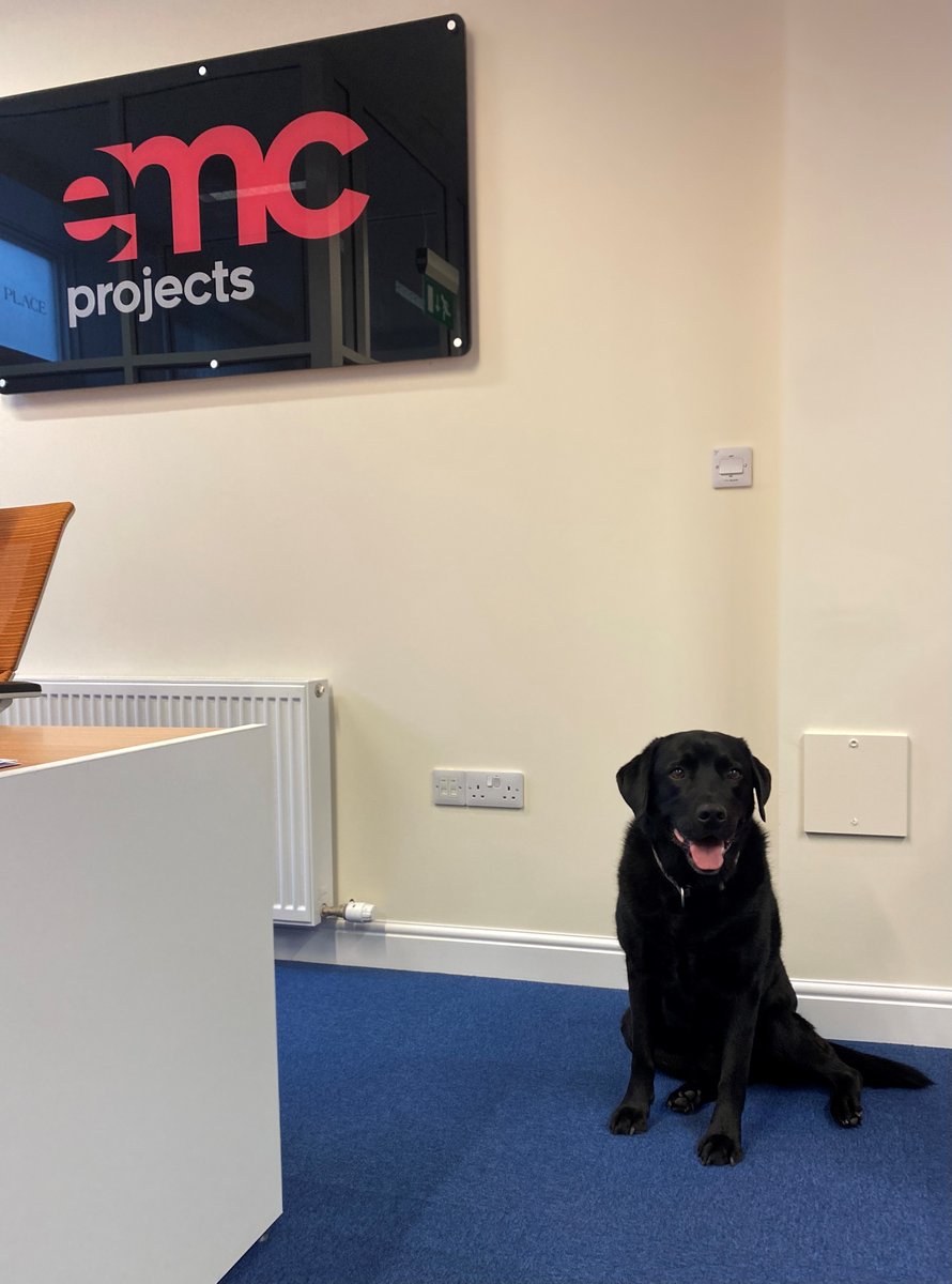ProjectsEMC's tweet image. We have a visitor in the EMC office today! Say hello to Axl the labrador! He has certainly brightened up the office with his outstanding modelling skills! What a natural!

#emcprojects #officedogs #model #labrador