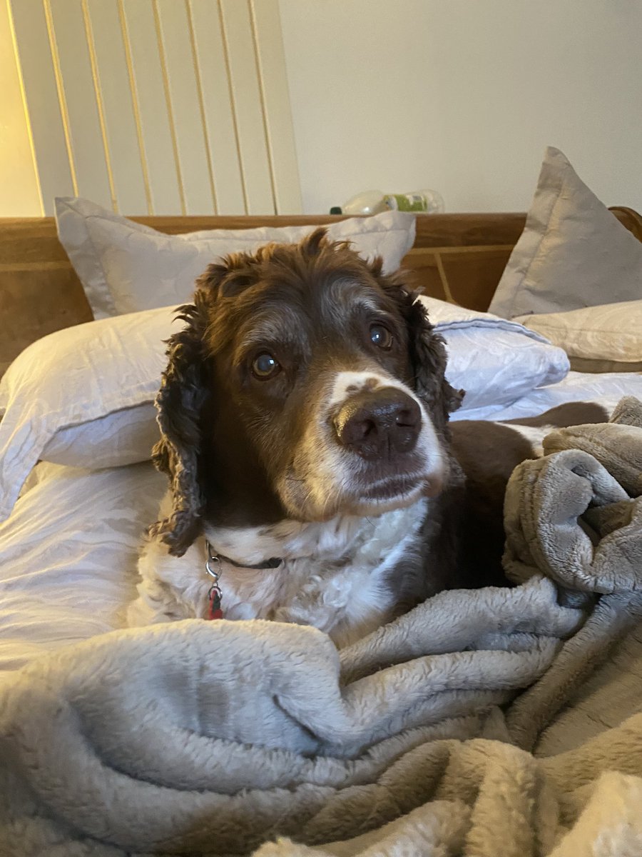 SpanielsSuper's tweet photo. @HGrafdad @ingrid47358901 They are 😕 I know she does it! She knows I know she does it! But she still does it! 🥺 She alternates with pate, mini pork pies, sausage rolls, bacon sarnies &amp; multiple other sneaky treats 🙄 But I would prefer them without 😠 #SheSpoilsThem #NiceTreatsRuined #JustNotFair https://t.co/BKaebTIlbP
