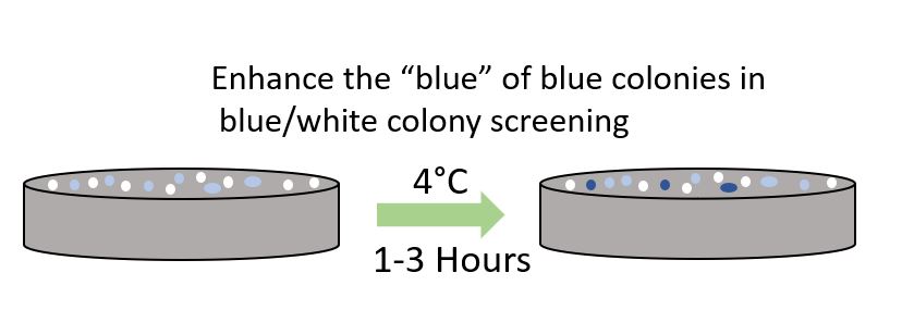 Jenny_Loeb's tweet image. Quick cloning tip.  Make colony picking easier by putting your plates at 4C for a bit, picking the right colonies will be so much easier.
bit.ly/3DwZ4dU

#sciencelab #labclass #hellophd #microbiology  #biochemistry