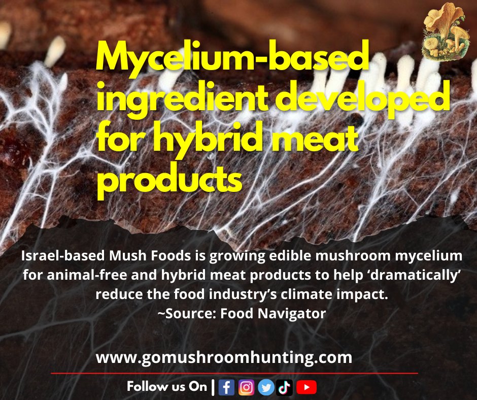 What are your thoughts on this? Do you think Mushroom can make a replacement? Follow us for more latest updates on mushrooms
Follow @gomushroomhunt for more on Mushrooms
#mushroomfun #mushroomhunter #mushroomlover #mushroomnews #gomushroomhunting