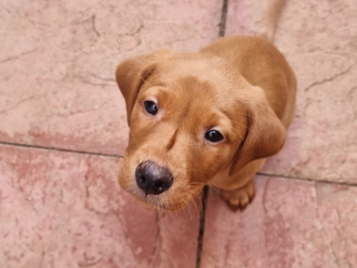 Aviation_Stu's tweet photo. #pupdate Sends a warm glow through you with the look of 'innocence of Mr Dave.
Flapometers bouncing around.
Even at such a early age Stimulation through play is very important. Such an inquisitive mind 'Oh' & those puppy teeth..
#FoxRedLabs
#FoxRedLab #FoxRedLabPups https://t.co/BQuI93zig6