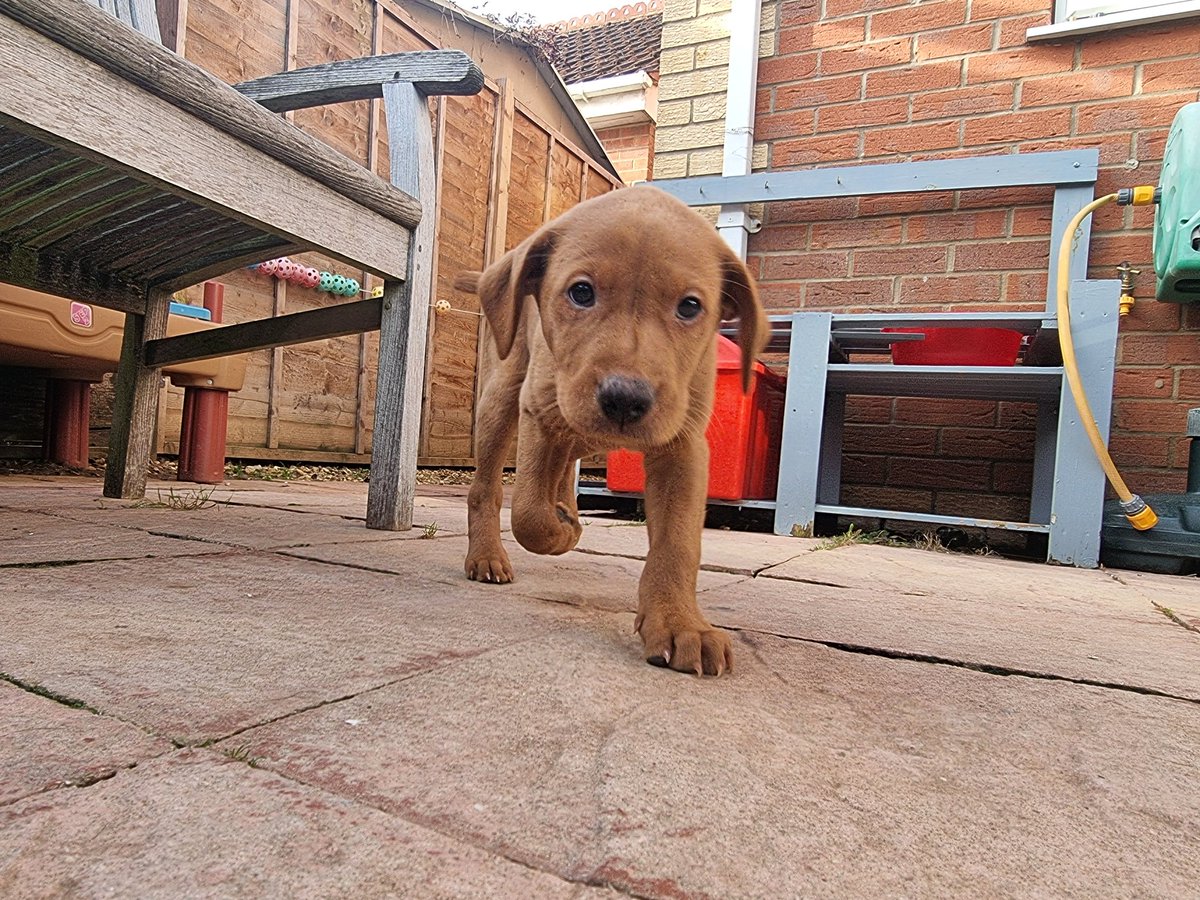 Aviation_Stu's tweet photo. #pupdate Sends a warm glow through you with the look of 'innocence of Mr Dave.
Flapometers bouncing around.
Even at such a early age Stimulation through play is very important. Such an inquisitive mind 'Oh' & those puppy teeth..
#FoxRedLabs
#FoxRedLab #FoxRedLabPups https://t.co/BQuI93zig6