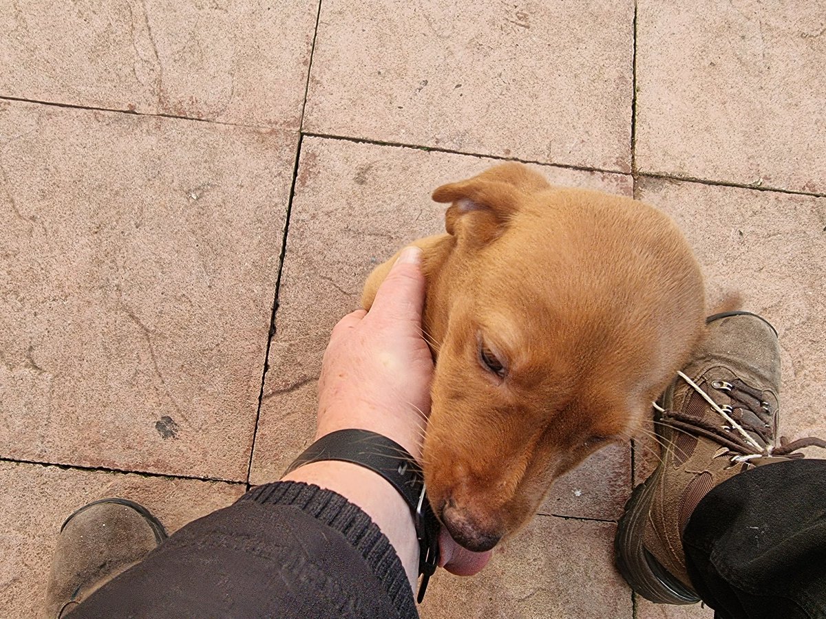 Aviation_Stu's tweet photo. #pupdate Sends a warm glow through you with the look of 'innocence of Mr Dave.
Flapometers bouncing around.
Even at such a early age Stimulation through play is very important. Such an inquisitive mind 'Oh' & those puppy teeth..
#FoxRedLabs
#FoxRedLab #FoxRedLabPups https://t.co/BQuI93zig6