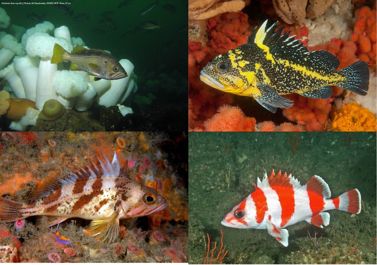 ScienceMagazine's tweet image. Genomes assembled from Pacific Ocean rockfishes—some species of which are among the longest-living vertebrates known—reveal new insights into the genetic determinants of aging. 

Read more in the new #ScienceResearch: fcld.ly/0s3tsy9