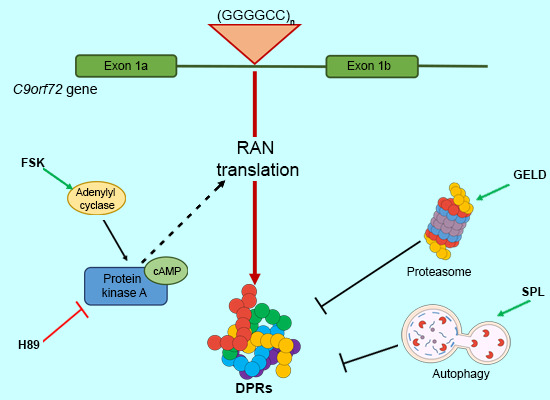 embojournal's tweet photo. Alessandro Provenzani @CIBIO_UniTrento @AP_61007 @LaStatale et al screen small-molecule agonists for effects on #C9orf72-associated toxic #dipeptide repeat proteins: PKA and protein degradation pathways as potential #ALS/#FTD drug targets
https://t.co/QiLaxzfY4G https://t.co/GyuYoEnw2h