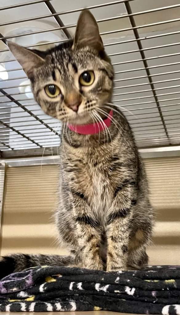 EthansPetProj's tweet photo. Today's pet of the day is Checkers. She is 2 years old and so cute! She is also playful and friendly. $35 adoption fee.
#fchsanimalsorg
#adoptablepetsoftwitter
#notacrook
#mycatCheckers
#kingme
#adoptme
#Nixonjokes
#srslythoshescute https://t.co/DE9N9gaiXa