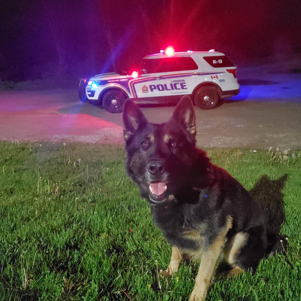 k9_london's tweet photo. Thank you!!! This week, PSD Max retired after serving the City of London for 6 years.  PSD Max was responsible for multiple arrests, apprehensions, locates of missing persons and case specific evidence.  Thank you to handler, PC Mike Tountas and good luck in your new position! https://t.co/vghkYOsqz1