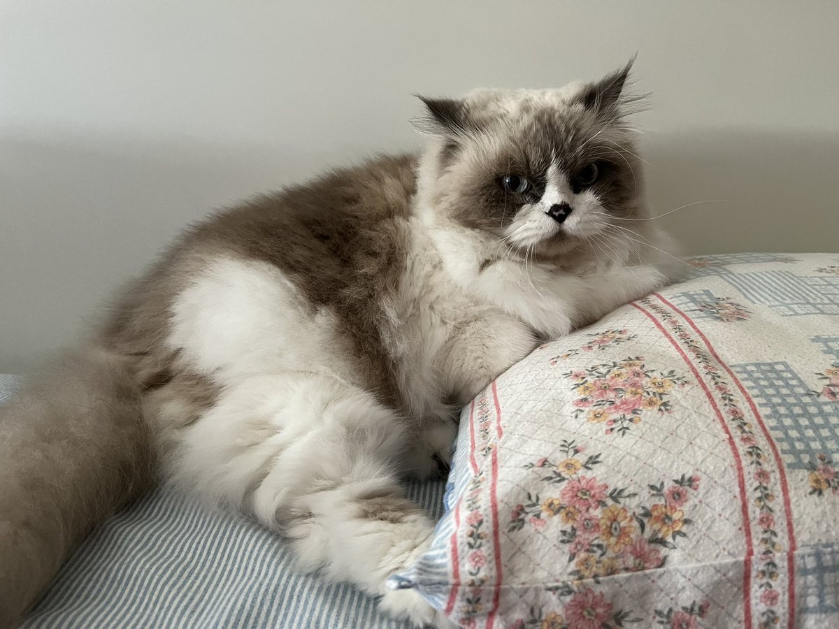 pixiehaes's tweet image. her