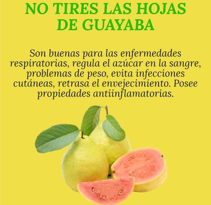 Ecosaludmadrid1's tweet photo. Hojas de guayaba
#guayaba #enfermedadesrespiratorias #regulaelazucar #problemasdepeso #evitainfecciones #retrasaelenvejecimiento #antiinflamatoria #ecosaludmadrid #reiki #floresdebach #pendulohebreo #terapias https://t.co/BK2yI5o5pQ