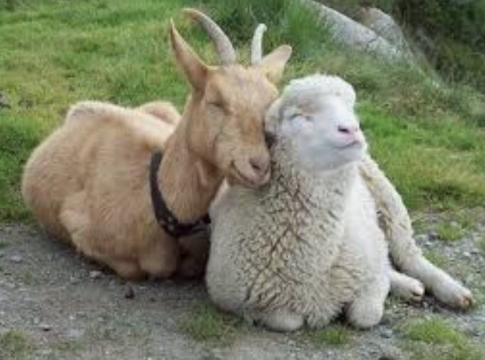 S_Catsgotmyback's tweet photo. Vegans think critically, for themselves, breaking free from generations of unknowing indoctrination.
You could be next 😙💚🌱 Skip the cruelty, #GoVegan, save the animals, improve your health, and help save the planet 🌎
#WinWinWin #ClimateAction #MeatCausesCancer #DitchDairy https://t.co/EHVGgusy2q