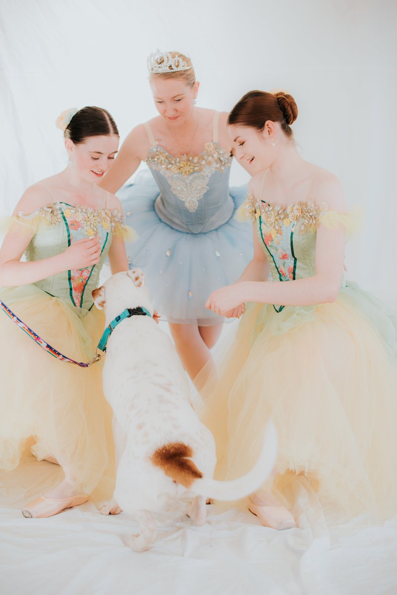 CanyonConcert's tweet photo. #TBT to our 2019 Muttcracker photo shoot. 

We are excited to be doing the 2021 Muttcracker shoot this weekend! Stay tuned for those photos next week :-D

#Muttcracker #TheNutcracker #CCBNutcracker #AnimalFriendsAlliance #AdoptableDogs #BallerinasAndDogs #ThrowBackThursday https://t.co/DQlBqUlSed