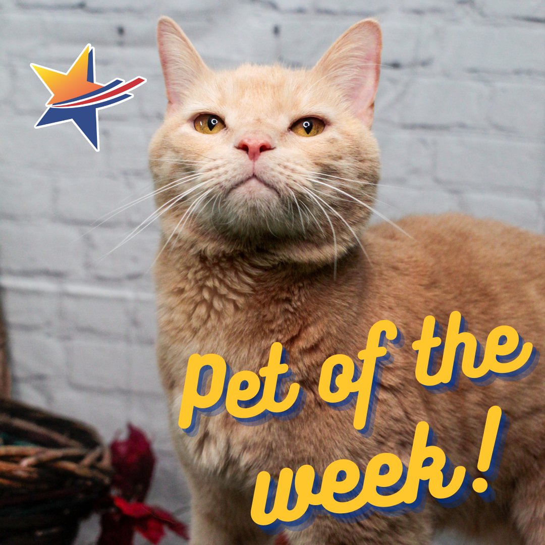 OneVisionFCU's tweet photo. Welcome to One Vision Credit Union #PetoftheWeek! 

Named after the king of the Olympian gods, Zeus knows he is special. He is a handsome golden gentleman looking for the perfect 🏡 to spend his golden years. 💛

Click here👇to find out more about Zeus! https://t.co/DOWWbtAKYY https://t.co/SLHNnNfJ2Y