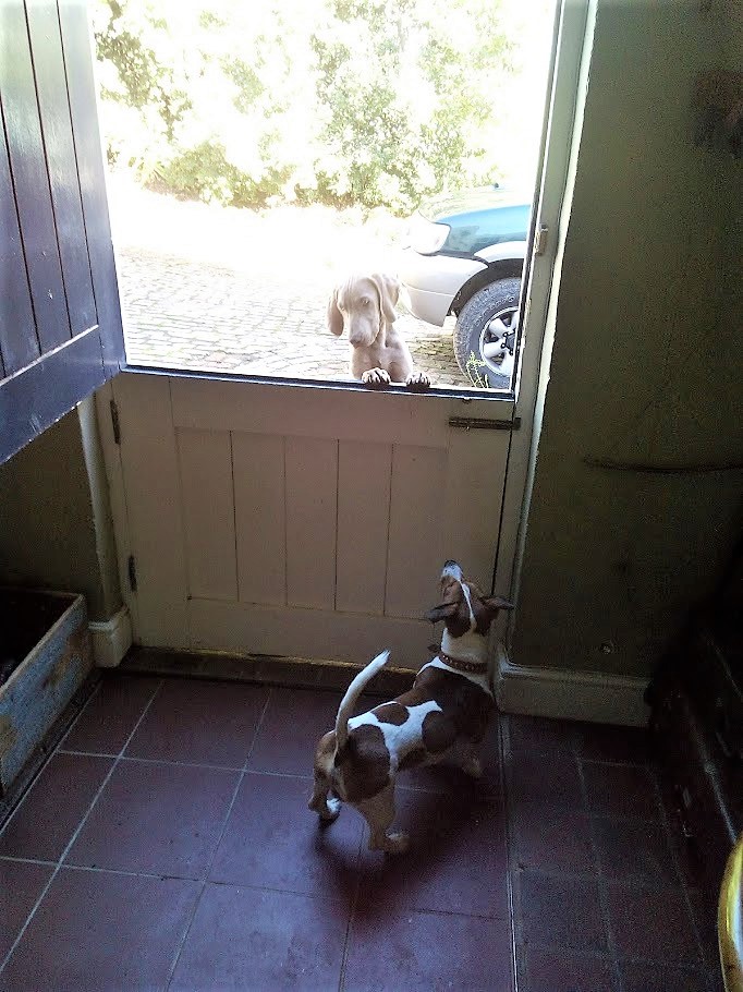 Lego_Lilli's tweet photo. Throwback Thursday to one of my best friends Tom-Tom. Every morning he 'd rush down to my house &amp; we’ll be off playing &amp; having farm-adventures the whole day!
#lego #jackrussel #friends #farmlife #adventures #friendship #tbt #dogslife #doglovers #dogsoftwitter @HappyTweetBot1 https://t.co/9XNtoSsS66