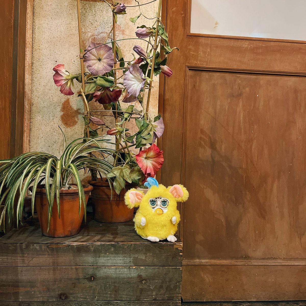 furby_nushi's tweet photo. 21.11.18
#furby #γγ‘γΌγγΌ #Peebo #γγΌγ
https://t.co/cTvjtgjjtH https://t.co/7W9pCz2FDU
