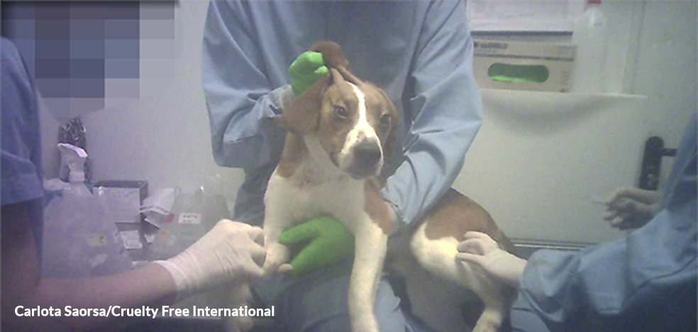PartidoPACMA's tweet photo. 😡 ¿Dónde está la ética en investigación?
Según @SCamarles, el @PCB_UB ha contratado por 211.280€ a Vivotecnia para experimentar cruelmente con perros de raza beagle durante 28 días hasta determinar la dosis tóxica que mate al 50%.
¡No olvidamos ni desistimos!
#RescateVivotecnia https://t.co/yjxeDo02MS